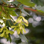 maple-seeds-7321223_1920