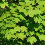 norway-maple-55810_1920