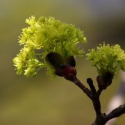 norway-maple-7100807_1920