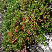 1024px-Arctostaphylos_uva-ursi_25924