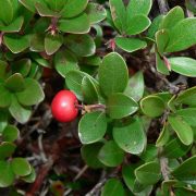 1024px-Arctostaphylos_uva-ursi_28284