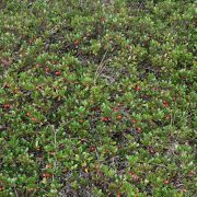1280px-Arctostaphylos_uva-ursi_28288