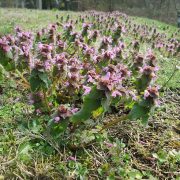 20190324_Lamium_purpureum_1