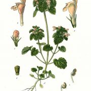 262_Lamium_purpureum_L