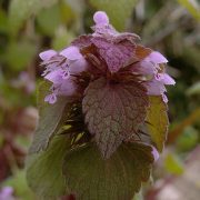 768px-Lamium_purpureum,_2020-05-05,_Beechview,_01