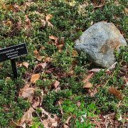 Arcostaphylos_uva-ursi_-_Garden_in_the_Wood_-_Massachusetts