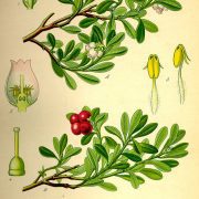 Arctostaphylos_uva-ursi0