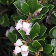 Arctostaphylos_uva-ursi_3_RF