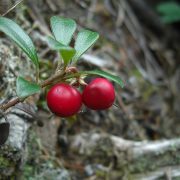 Arctostaphylos_uva-ursi_(4037850540)