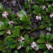 Arctostaphylos_uva-ursi_4_RF
