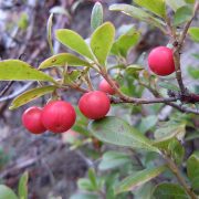 Arctostaphylos uva-ursi
