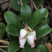 Arctostaphylos_uva-ursi_RF