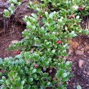 Bearberry_(Arctostaphylos_uva-ursi)_-_geograph.org.uk_-_2718448