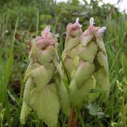 Lamium_purpureum_003