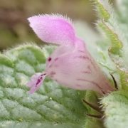Lamium_purpureum_108922391