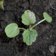 Lamium_purpureum_2018-05-02_0203