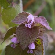 Lamium_purpureum,_2020-05-05,_Beechview,_02