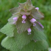 Purple Archangel (Lamium purpureum) blooming in the Beechview neighborhood of Pittsburgh