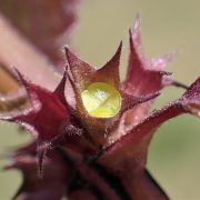 Lamium_purpureum_kz05