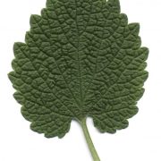 Lamium_purpureum_scan