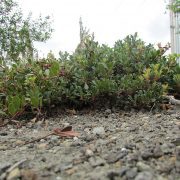 Six_inches_(15_cm)_4517