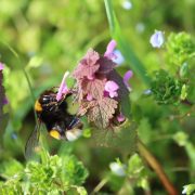 dead-nettle-7861244_1920