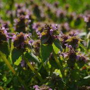 dead-nettles-324166_1920