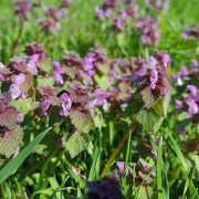 lamium-purpureum-2205610_1920