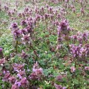 lamium-purpureum-846425_1920