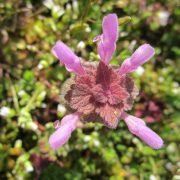 lamium-purpureum-846431_1280