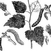 Dictionnaire_de_la_Bible_-_F._Vigouroux_-_Tome_I_34_Populus_alba