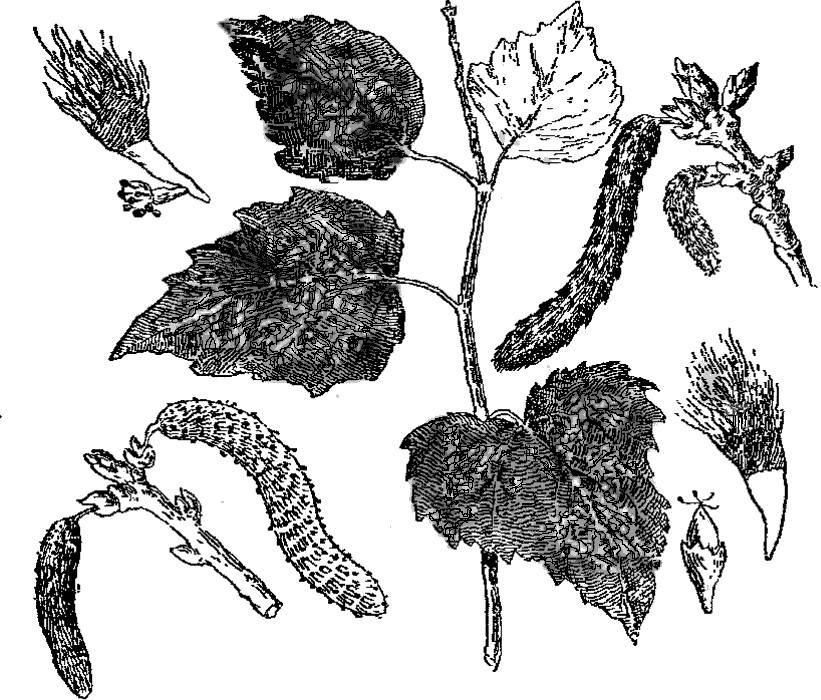 Dictionnaire_de_la_Bible_-_F._Vigouroux_-_Tome_I_34_Populus_alba