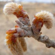 Populus alba