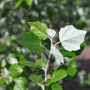 Populus_alba,_Riudarenes