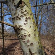 Populus_alba_bark1