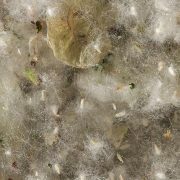 Populus_alba_seeds_20230408a