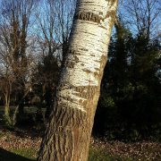 Populus_alba_sl4