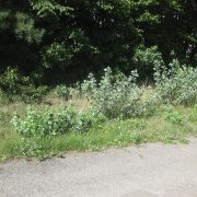 Ruhland,_Dürrbachgrabenweg_bei_Ausfahrt_Gewerbegrundstück_Bernsdorfer_Str.,_Silber-Pappel_Wurzelschösslinge,_Sommer,_03