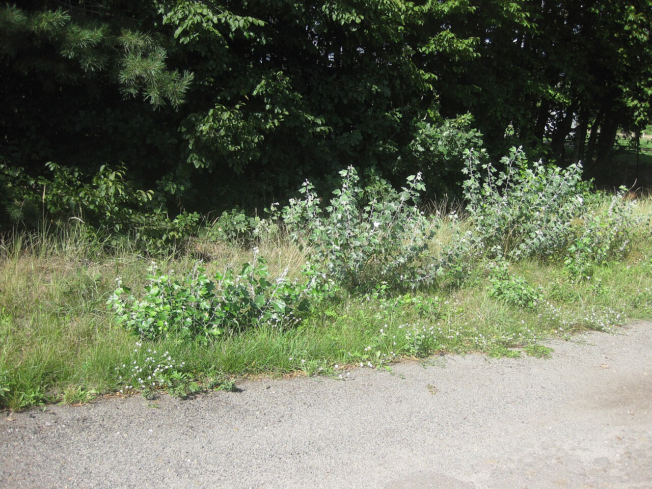 Ruhland,_Dürrbachgrabenweg_bei_Ausfahrt_Gewerbegrundstück_Bernsdorfer_Str.,_Silber-Pappel_Wurzelschösslinge,_Sommer,_03