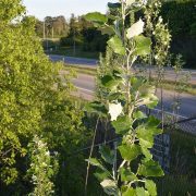 White_Poplar_(Populus_alba)_-_Guelph,_Ontario_2020-06-01