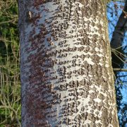 White_Poplar_Populus_alba,_Knapp,_Worcs_(32284784170)