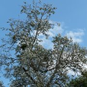 silver-poplar-59720_1920