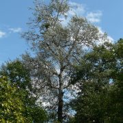 silver-poplar-59721_1920