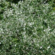 silver-poplar-8208_1920