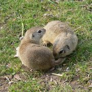 1024px-Europäische_Ziesel_sich_beriechend