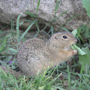 2017-04-29_AT_Wien_22_Donaustadt,_Blumengärten_Hirschstetten,_Spermophilus_citellus_(51395081966)