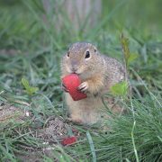 2017-04-29_AT_Wien_22_Donaustadt,_Blumengärten_Hirschstetten,_Spermophilus_citellus_(51395343633)