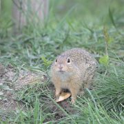 2017-04-29_AT_Wien_22_Donaustadt,_Blumengärten_Hirschstetten,_Spermophilus_citellus_(51397804678)
