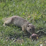2017-06-11_AT_Wien_22_Donaustadt,_Blumengärten_Hirschstetten,_Spermophilus_citellus_(50342774267)