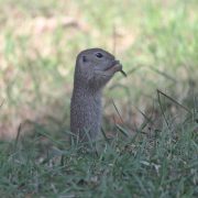 2017-06-11_AT_Wien_22_Donaustadt,_Blumengärten_Hirschstetten,_Spermophilus_citellus_(50372359181)